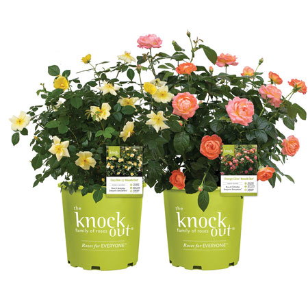 Easy Bee-zy and Orange Glow Knock Out Roses