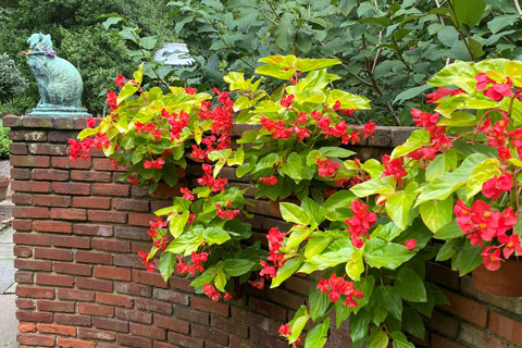 Let’s Talk About That Foliage
