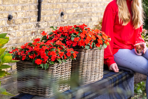 A Buyer’s Guide to Spring Impatiens