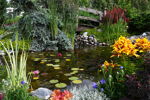 The Right Plants for the Pond