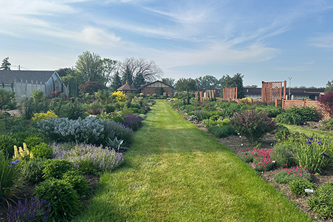 Tried & True Perennials