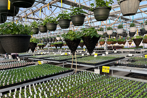 On The Road: Plants as Far as the Eye Can See