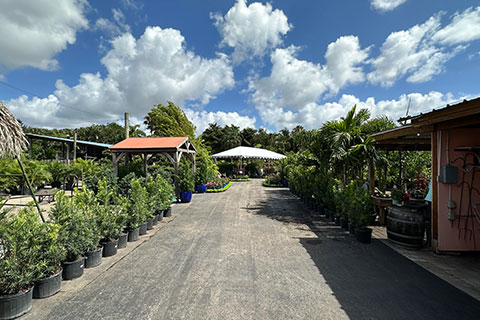 Mother’s Day Delight