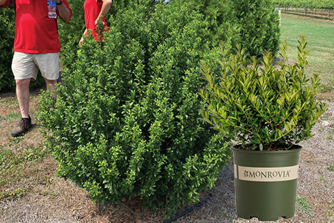 Behind the Variety: A Gem of a Holly