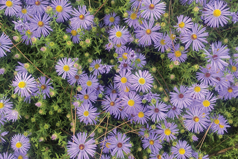 Fall is Prime Perennial Season