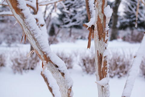 5 Unique Shrubs & Trees