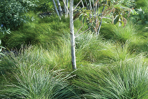5 Cool Perennials