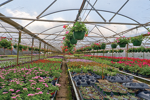 Growing Community at Pinder’s Nursery
