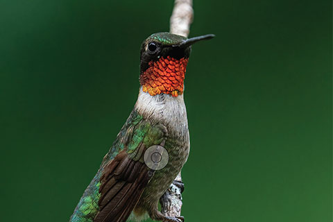 Attracting Hummingbirds