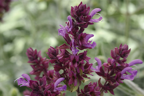 5 Cool Annuals