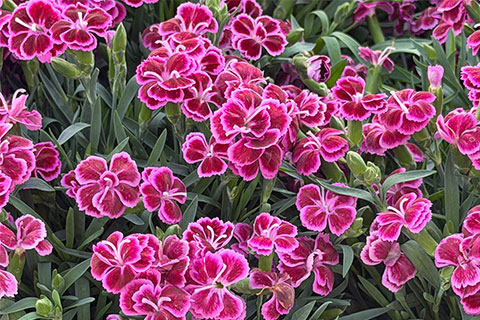 A Plant for Every Season (and Reason)