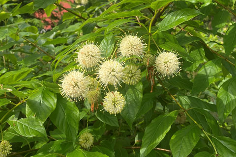 Great Pollinator Plants for the Home Garden