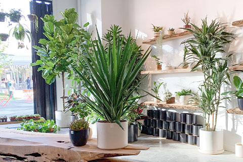 Go Big With Tall Foliage