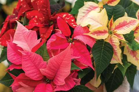 Elevating Poinsettias