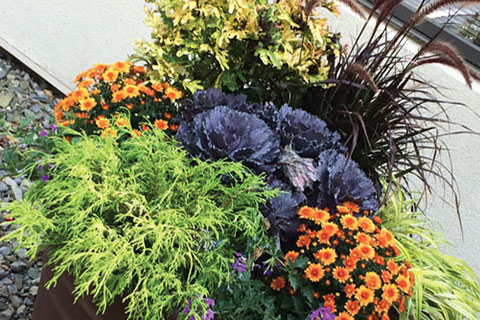 Using Shrubs in Containers