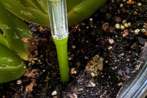 Breaking the Overwatering Habit