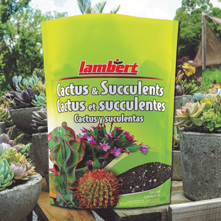 Cactus & Succulents Potting Mix