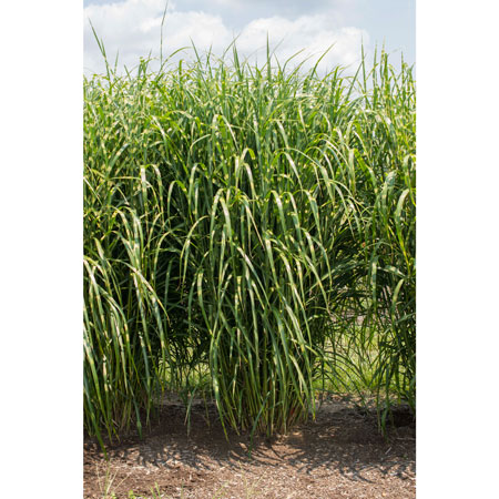 Miscanthus sinensis High Frequency