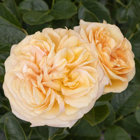 Eau De Parfum Roses