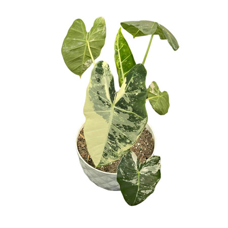 Alocasia Variegated Frydek