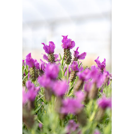 Plum Power Lavender