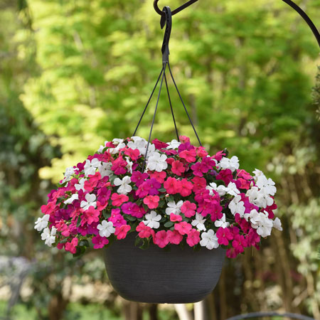 Beacon Impatiens Portland