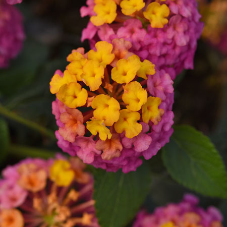 Lantana PassionFruit
