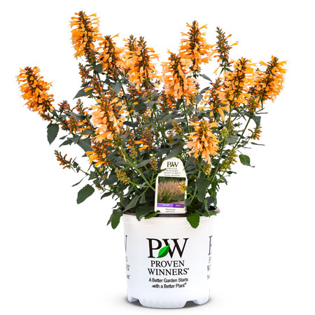 Queen Nectarine Agastache