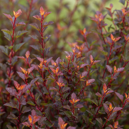 Spicy Devil Ninebark
