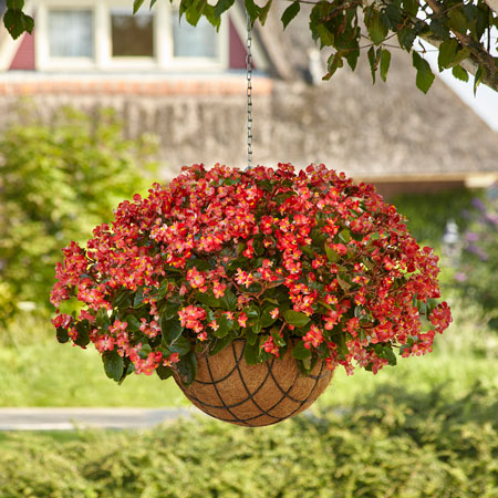Begonia Hula