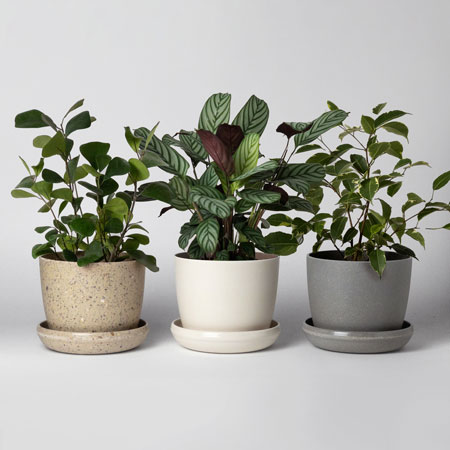 Harmony Planter Set