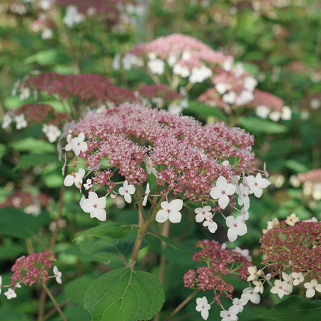 Hydrangea arborescens Pinky Pollen Ring
