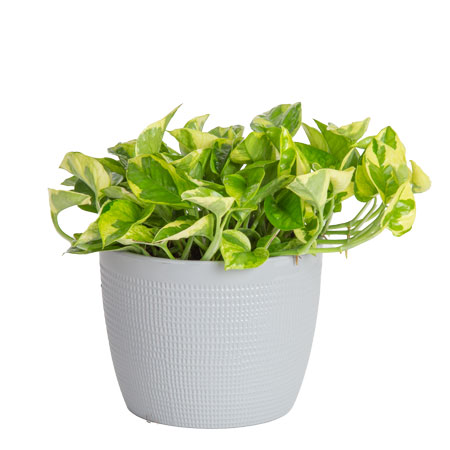Lemon Meringue Pothos
