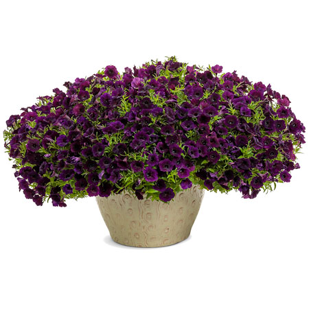 Supertunia Mini Vista Midnight