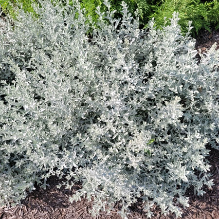 Artemisia GardenGhost