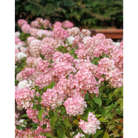 Strawberry Shake Hydrangea