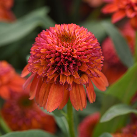 Echinacea Double Scoop