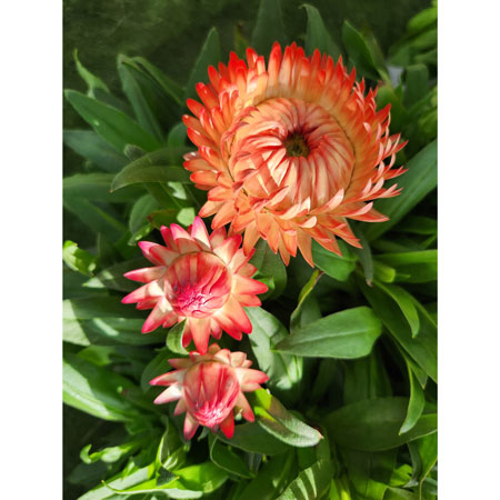 Granvia Bracteantha