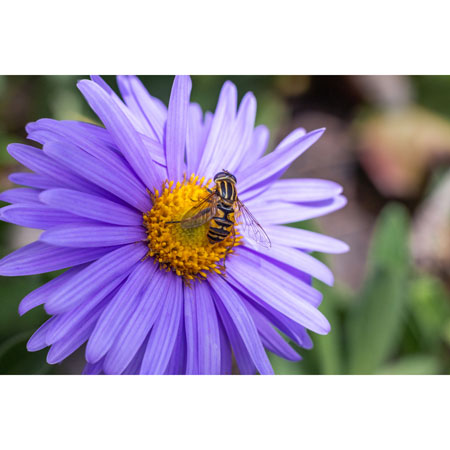 Queen Bee Natives