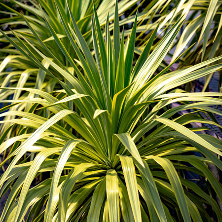 Yucca Mellow Yellow