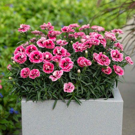 Dianthus Capitán