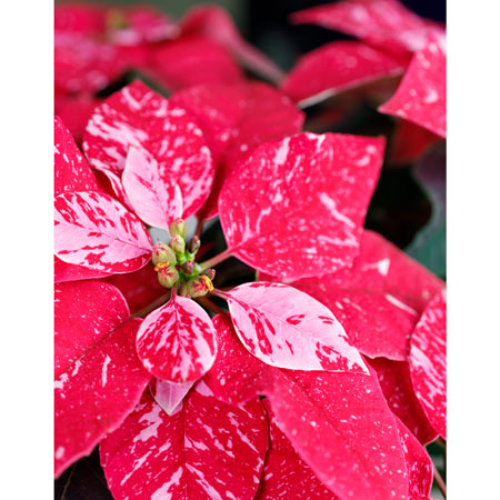 Princettia Sparkling Varieties