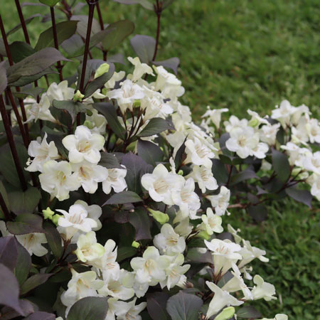Wine & Spirits Weigela