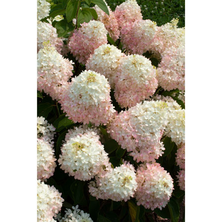 Sweet Starlight Hydrangea