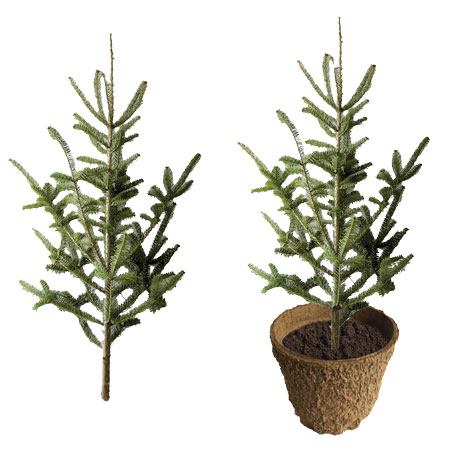 Balsam Fir Tops