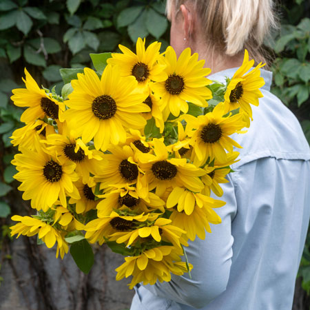 Sunfinity Sunflower