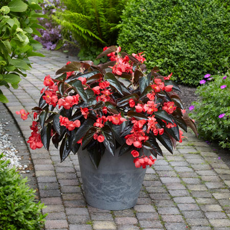 Dragon Wing Begonia