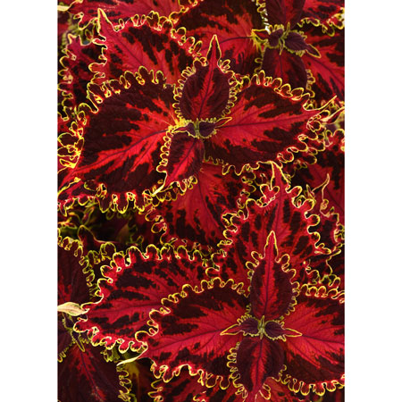 Coleus Solar Flare