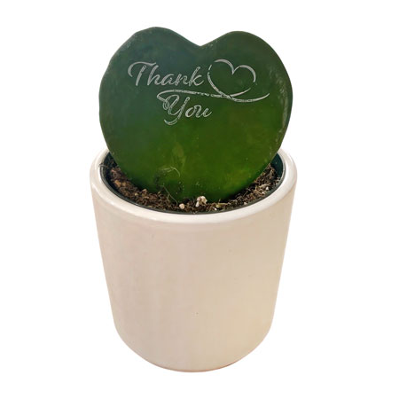 Hoya Printz