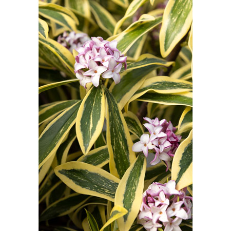 Banana Split Daphne